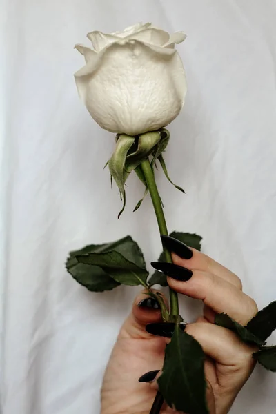 Closeup Shot Beautiful White Rose Hand — Stock Photo, Image