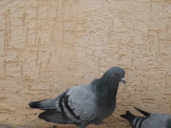 Egy Közeli Kép Egy Szürke Galambról Egy Épületben — Stock Fotó