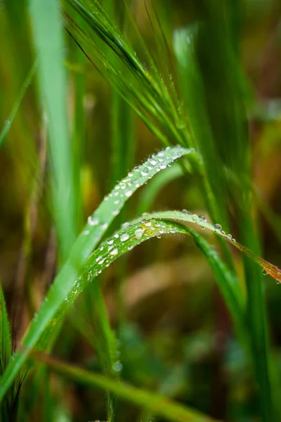 비오는 초록빛 식물이 뛰놀며 떨어뜨린다 — 스톡 사진