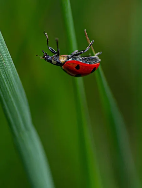 Bir Uğur Böceğinin Çimlerin Üzerindeki Dikey Görüntüsü — Stok fotoğraf