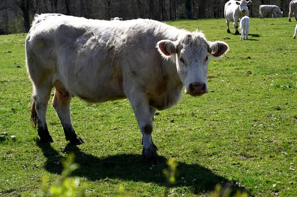 Vaca Está Olhando Para Fotógrafo — Fotografia de Stock