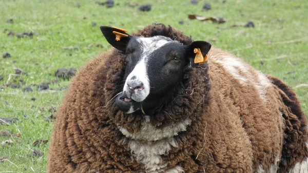 Ein Schuss Eines Pelzigen Braunen Schafes Auf Einem Feld — Stockfoto