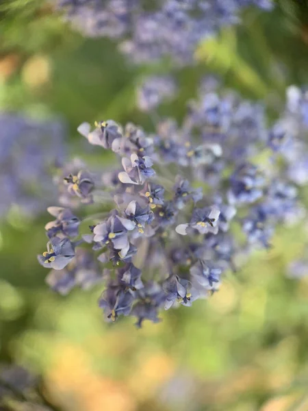 Gros Plan Belles Fleurs Alyssum Violet Dans Jardin — Photo
