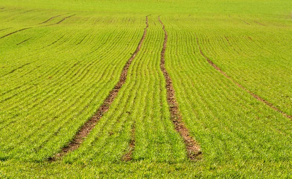 フランスの緑の農地 — ストック写真