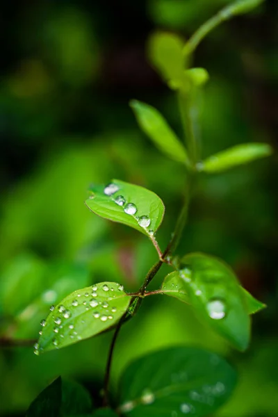 Närbild Gröna Blad Med Vattendroppar Regnig Dag — Stockfoto