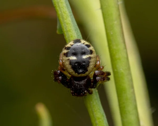 Nahaufnahme Eines Winzigen Käfers Der Auf Einem Schilf Hockt — Stockfoto