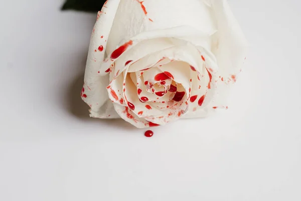 Tiro Perto Uma Rosa Branca Com Uma Gota Sangue — Fotografia de Stock