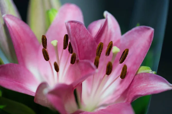 Une Macro Une Fleur Lis Rose Orientale Avec Des Gouttes — Photo