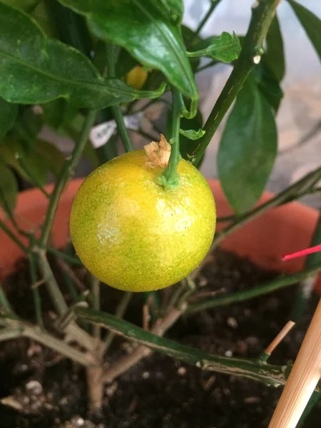鉢植えのレモンの木の選択的フォーカスショット — ストック写真