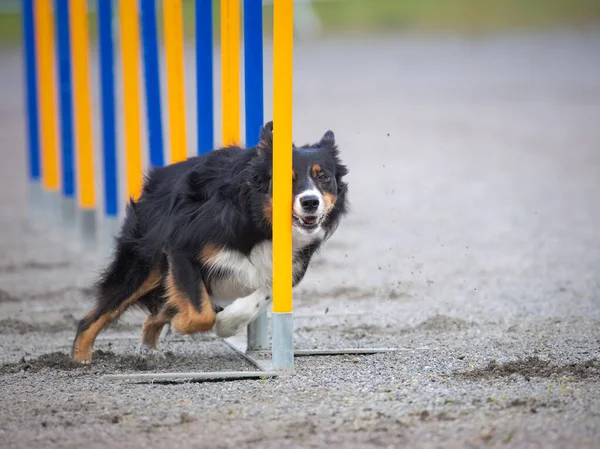 Zbliżenie Collie Granicznej Robi Slalom Kursie Zwinności Psa — Zdjęcie stockowe