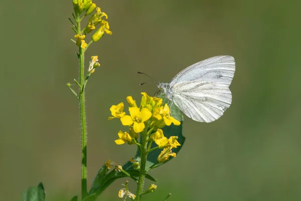 Een Dichtbij Shot Van Een Groen Aderen Witte Vlinder Voedende — Stockfoto