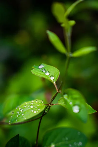 Primer Plano Las Hojas Plantas Verdes Con Gotas Agua Día — Foto de Stock