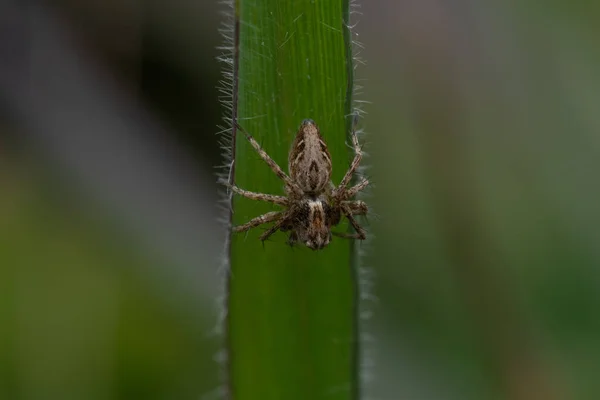 Primer Plano Una Araña Posada Sobre Una Caña Verde — Foto de Stock