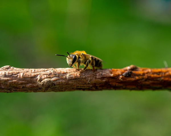 Egy Közeli Kép Egy Méhről Egy Bokeh Hátterű Faágon — Stock Fotó