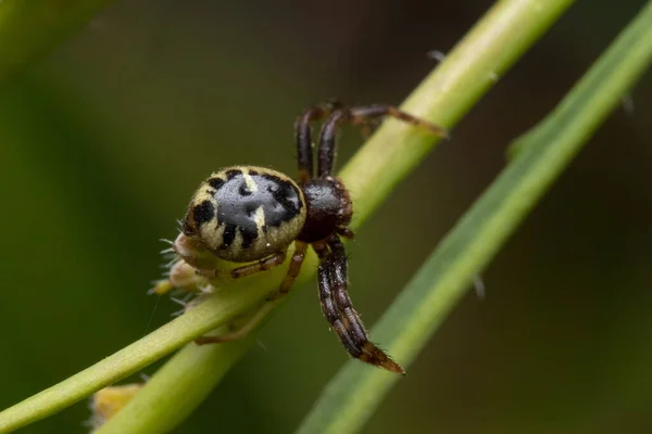 Gros Plan Une Araignée Perchée Sur Roseau Vert — Photo