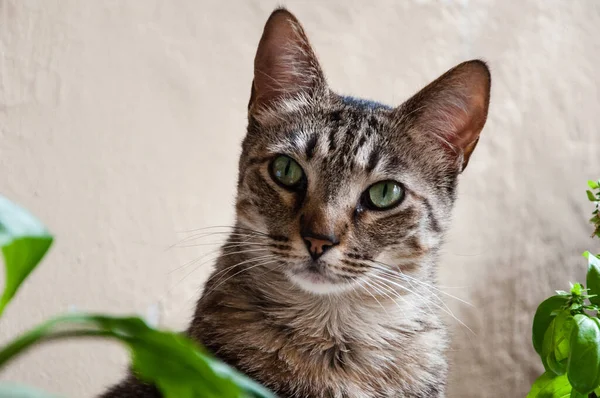 Eine Selektive Fokusaufnahme Einer Europäischen Katze Mit Grünen Augen — Stockfoto