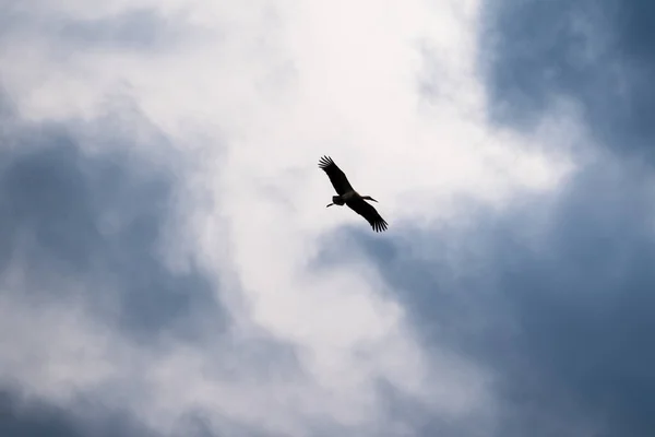 Silhouet Van Ooievaar Bewolkte Lucht — Stockfoto