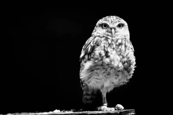 Cliché Niveaux Gris Une Chouette Isolée Sur Fond Noir — Photo