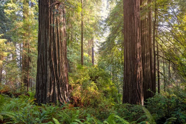 Close Uma Floresta Sequoias Norte Califórnia Eua — Fotografia de Stock