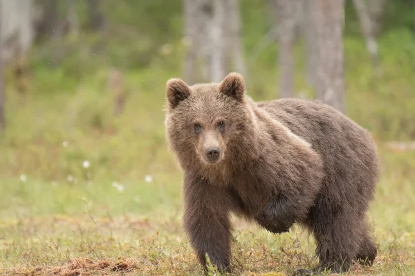 Closeup Shot Young Brown Bear Scratching Because Insect Bite — Stock Photo, Image