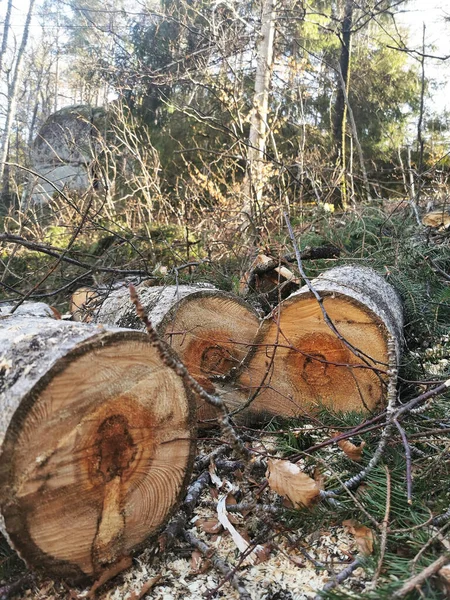 Plano Vertical Troncos Madera Cortados Bosque —  Fotos de Stock