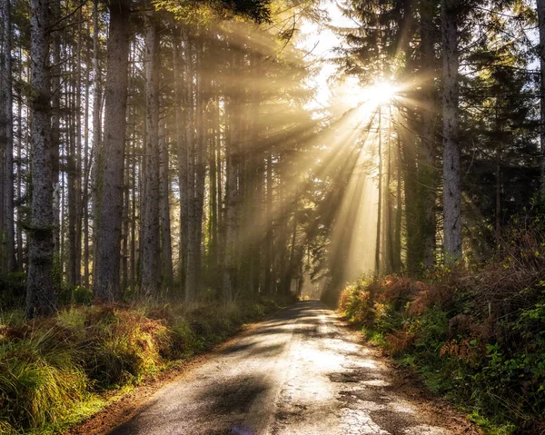 Pemandangan Indah Dari Hutan Kayu Merah California Utara Amerika Serikat — Stok Foto