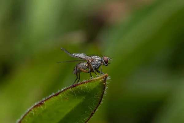 Gros Plan Une Mouche Debout Sur Une Feuille Verte — Photo