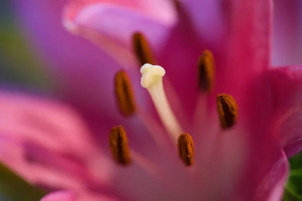 Макрос Східної Рожевої Квітки Лілії Ватерропсом — стокове фото