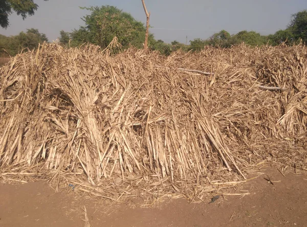 Piled Dry Sticks Corn Cop India — 스톡 사진