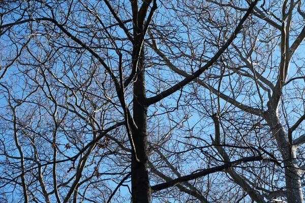 Plan Angle Bas Branches Arbres Nus Sous Ciel Bleu — Photo