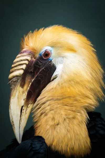 Tiro Vertical Hornbill — Fotografia de Stock