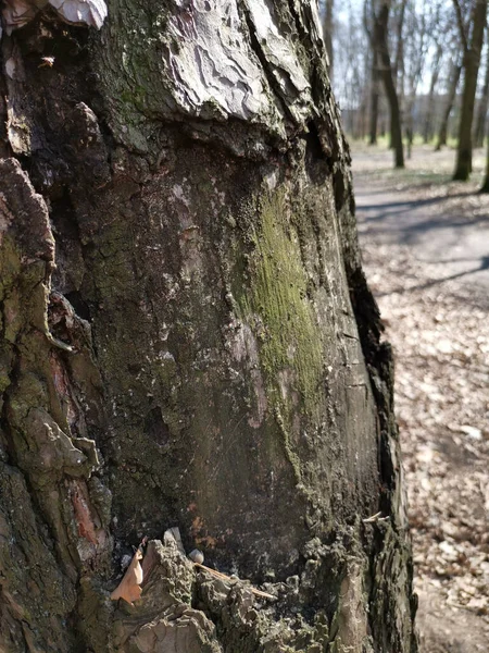Detailní Záběr Zraněnou Kůru Stromu Parku — Stock fotografie
