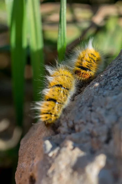 Selektiv Fokusbild Fluffig Gul Larv Kalksten Malta — Stockfoto