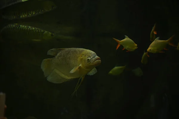 Een Close Shot Van Exotische Vissen Zwemmen Het Aquarium — Stockfoto