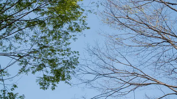 Tiro Ângulo Baixo Árvores Caducas Folhagem Fundo Céu Azul — Fotografia de Stock