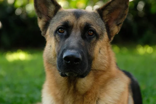 German Shepherd Posing Photo — Stock Photo, Image