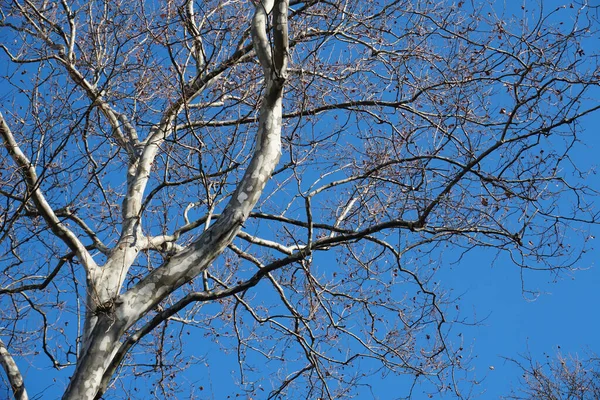 Mavi Gökyüzünün Altında Çıplak Ağaç Dallarının Alçak Açılı Görüntüsü — Stok fotoğraf