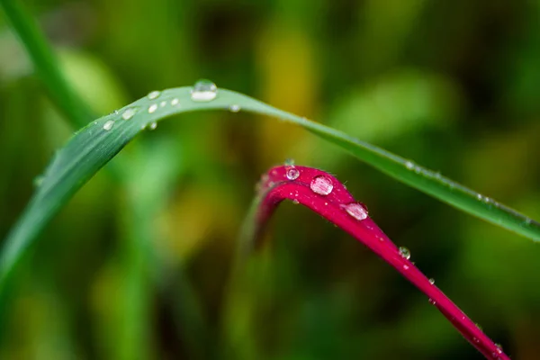 Close Green Purple Plant Water Drops Sunny Rainy Day — Stock Photo, Image