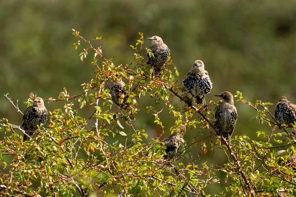 Selective Focus Shot Kites Perched Shrub Branches — Stock Photo, Image