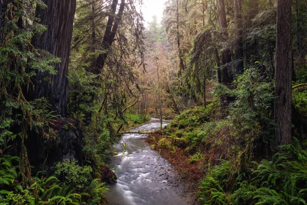 Closeup Shot Redwood Forest Northern California Usa — Stock Photo, Image