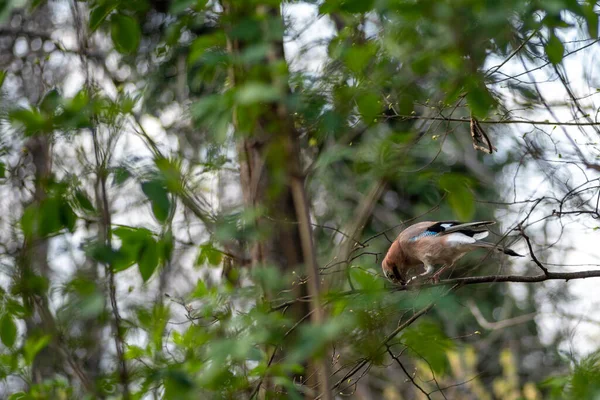 Belo Tiro Pássaro Jovem Habitat Natural — Fotografia de Stock