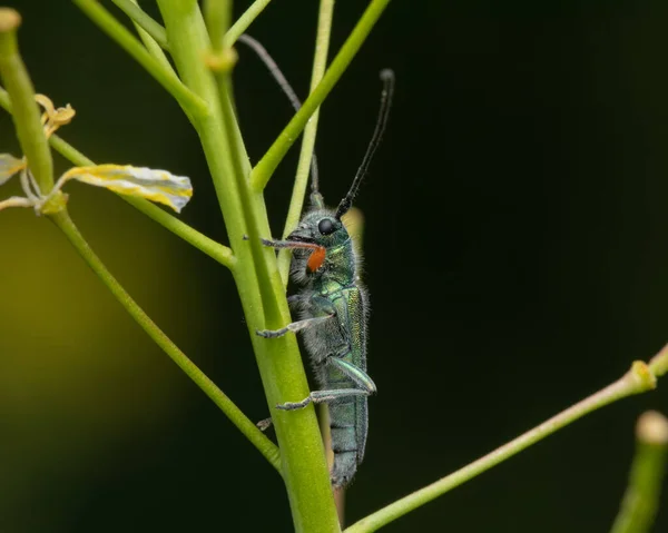 一只绿色麝香甲虫栖息在芦苇上的特写镜头 — 图库照片