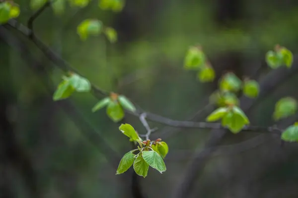 Selektiv Fokusering Skott Träd Gren Med Blad — Stockfoto