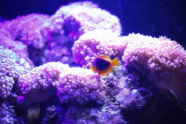 Närbild Exotisk Fisk Som Simmar Akvariet Nära Koraller — Stockfoto