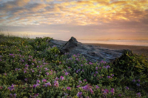 Scenic View Beach Sunset Northern California Usa — Photo