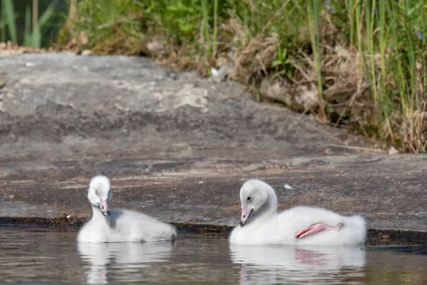 Närbild Två Unga Whooper Swans Som Vilar Grunt Vatten — Stockfoto