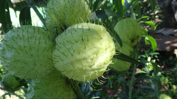 Primo Piano Piante Gomphocarpus Physocarpus Sull Albero Giardino — Foto Stock