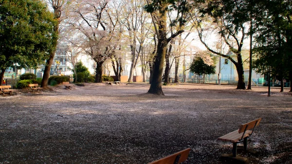 Beautiful Shot Spring Tree Blossom Petals Ground Park — стоковое фото