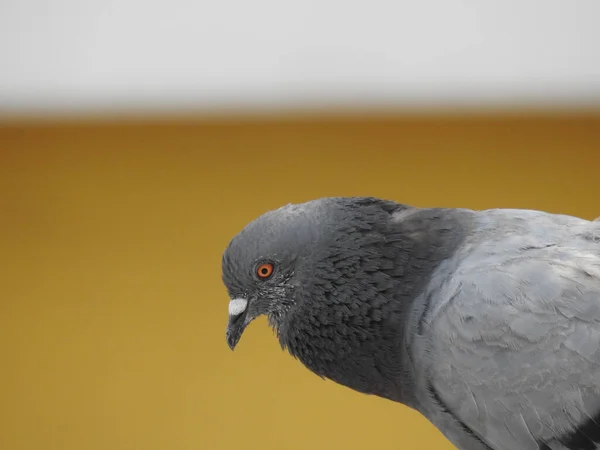 Egy Közeli Kép Egy Gyönyörű Szürke Galamb Egy Sárga Háttér — Stock Fotó