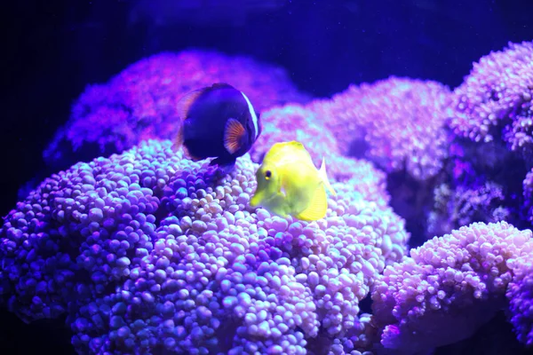 Ένα Κοντινό Πλάνο Πολύχρωμα Ψάρια Που Κολυμπούν Κοντά Κοράλλια Στο — Φωτογραφία Αρχείου